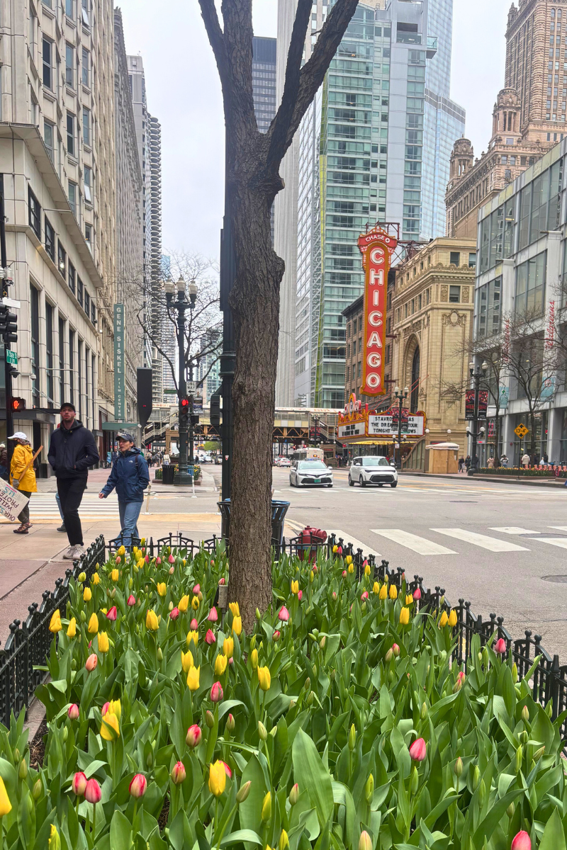 Chicago, IL: City Guide
